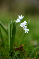 Buishyacint; Striped Squill; Puschkinia scilloides