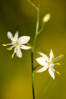 Vertakte graslelie; St. Bernard's Lily; Anthericum ramosum;