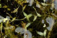 Puntkroos - Ivy-leaved Duckweed - Lemna trisulca