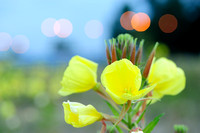 Grote Teunisbloem - Large Flowered Evening-Primrose - Oenothera glazioviana