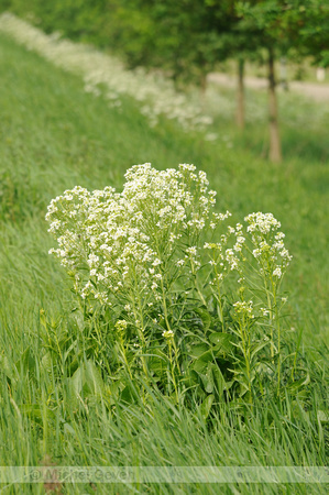 Mierik; Mierikswortel; Horseradish; Armoracia rusticana;