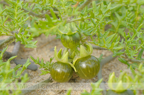 Driebloemige Nachtschade; Solanum triflorum; Cut-leaved Nightsha