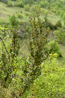 Altijdgroene wegedoorn; Mediterranean Buckthorn; Rhamnus alatern