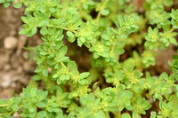 Eurasian nailwort; Paronychia echinulata