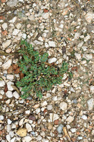 Thymeleaf sandmat; Euphorbia serpyllifolia subsp. hirta