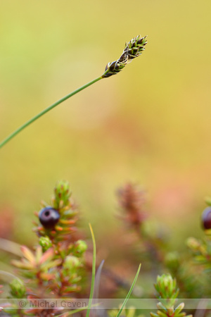 Hudson-bay-sedge; Carex heleonastes