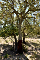 Kurkeik; Cork Oak; Quercus suber