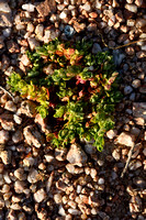 Eurasian nailwort; Paronychia echinulata