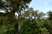 Kurkeik - Cork oak - Quercus suber