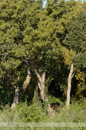 Kurkeik; Cork oak; Quercus suber