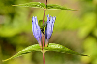 Zijdeplant-gentiaan - Gentiana esclepiadea;