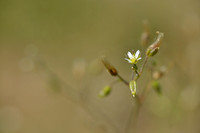 Zandhoornbloem; Little Mouse-ear; Cerastium semidecandrum