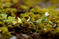 Zandhoornbloem; Little Mouse-ear; Cerastium semidecandrum