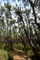 Zeeden; Maritime pine; Pinus pinaster
