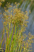 Paddenrus; Blunt-flowered Rush; Juncus subnodulosus