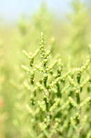 Samphire; Salicornia patula