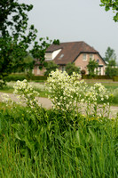 Mierik; Mierikswortel; Horseradish; Armoracia rusticana;