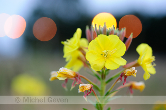 Grote Teunisbloem; Large Flowered Evening-Primrose; Oenothera gl