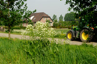 Mierik; Mierikswortel - Horseradish - Armoracia rusticana