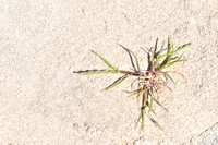 Mediterranean Rye-grass; Lolium rigidum