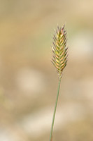 Crested Wheatgrass; Agropyron cristatum subsp. pectinatum