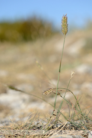 Crested Wheatgrass; Agropyron cristatum subsp. pectinatum