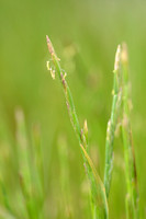 Mediteranean Rye-grass; Lolium rigidum