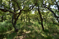 Kurkeik; Cork Oak; Quercus suber