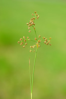 Paddenrus - Blunt-flowered Rush - Juncus subnodulosus