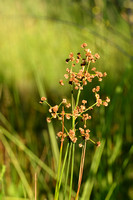 Paddenrus; Blunt-flowered Rush; Juncus sunodulosus