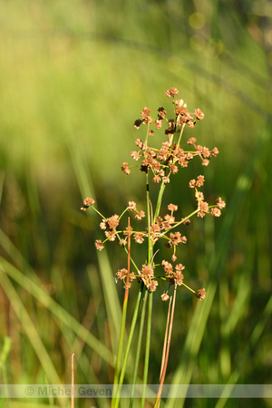 Paddenrus; Blunt-flowered Rush; Juncus sunodulosus