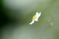Witte boterbloem; Ranunculus platanifolius