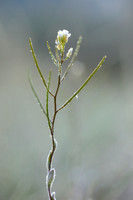 Annual Rockcress; Arabis auriculata