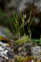 Annual Rockcress; Arabis auriculata