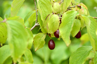 Gele kornoelje; Cornelian cherry; Cornus mas