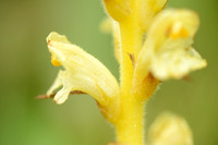 Distelbremraap; Thistle Broomrape; Orobanche reticulair