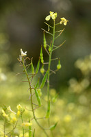 Mediteranean radish; Raphanus raphanistrum subsp. landra