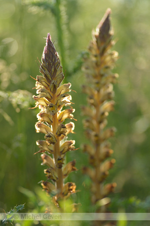Distelbremraap; Thistle broomrape; Orobanche reticulata