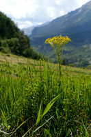 Golden Ragwort; Senecio doria