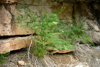 Coristospermum ferulaceum