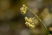 Gele veldbies - Luzula lutea