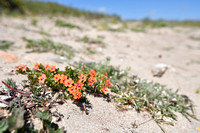 Rood guichelheil; scarlet Pimpernel; Anagallis arvensis subsp. a