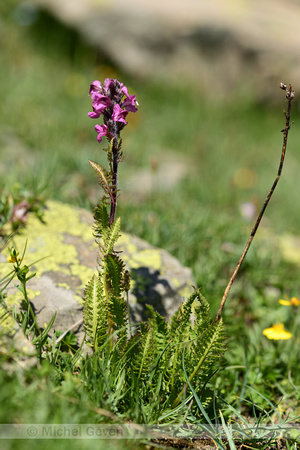 Vleeskleurig kartelblad; Pedicularis rostratospicata subsp. Helv