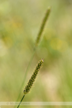 Marsh Bristlegrass; Setaria parviflora