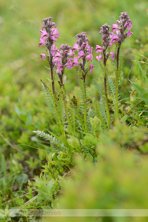 Pedicularis rostratospicata; subsp. helvetica