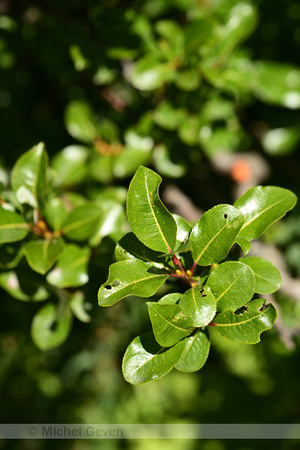 Salix breviserrata
