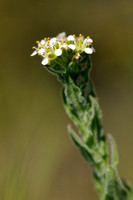 Rozetkruidkers - Smith's Pepperwort - Lepidium heterophyllum