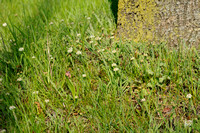 Rozetkruidkers; Smith's Pepperwort; Lepidium heterophyllum;