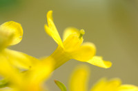 Gele Ribes; Golden Currant; Ribes odoratum