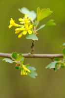 Gele Ribes; Golden Currant; Ribes odoratum